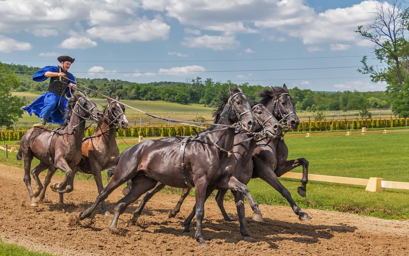 Horses, horse and tradition