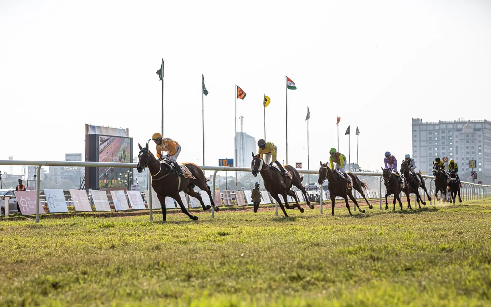 Horse, horse race and nature